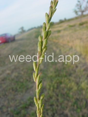 gaura, small-flowered